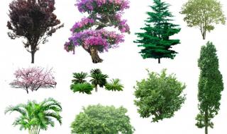 常绿树种主要有哪些
